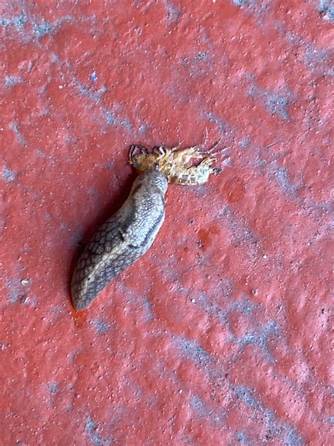 Looks like two different bugs. Any idea what these guys are? Is the ...