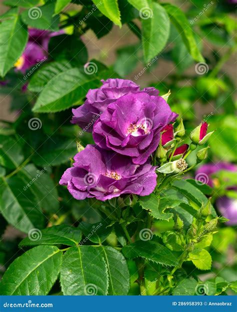 Unusual Bright Purple Flowers Bloom on a Rose Bush in a Summer Garden ...