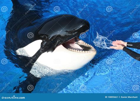 Killer Whale Teeth Size