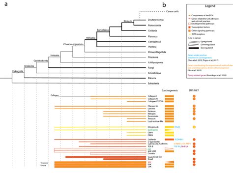 Image result for Science Cladogram