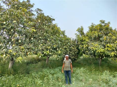 Discovering the Delightful Dudhiya Malda Mango from Bihar