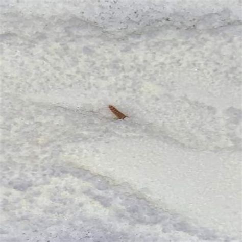 बेटे के लिए बाजार से पाउडर का दूध ले आई महिला, पिलाने के बाद डिब्बे में ...