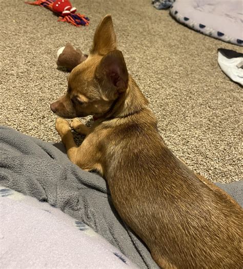 Black And Tan Apple Head Chihuahua