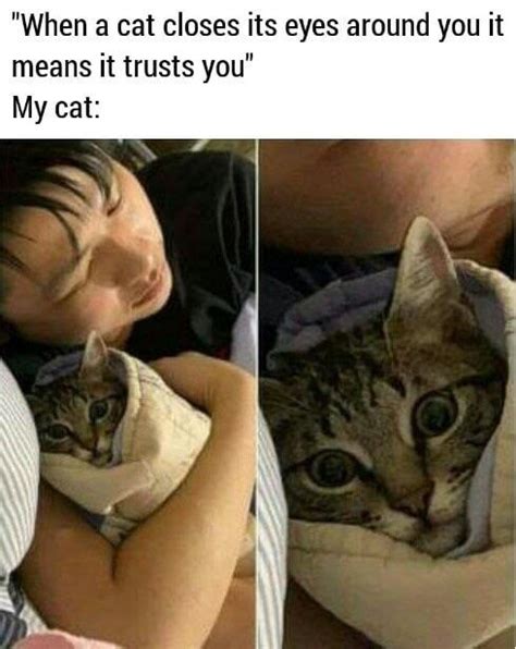 Image result for Help Me Cat