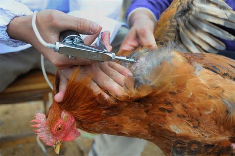 中国H7N9禽流感致死病例上升 散发状态需戒备_话题_GQ男士网