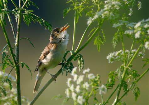 Conductor Nicholas McGegan on 'Handel's Messiah' - WPR