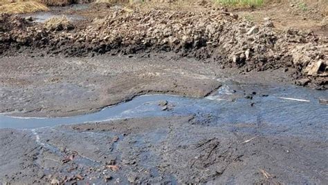 Novosti.rs | Galerija | ZAGAĐENJE REKE, FEKALIJE SA FARME PROBILE NASIP ...