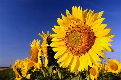 Beautiful Sunflower Video | feel happy live good | Feeling Happy Mix ...