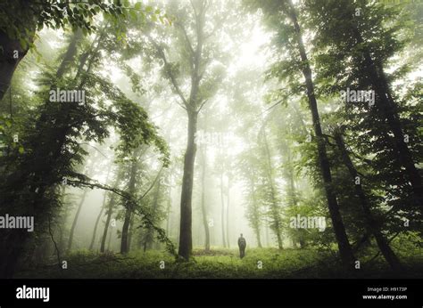 Image result for Exploring On Forest