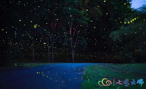 踏着星光邂逅“萤火海” 西双版纳热带植物园带你梦回童年 | 中国周刊