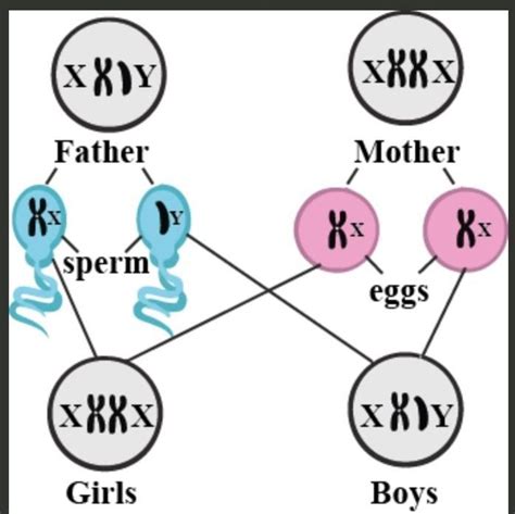 What is sex in human? explain by a diagram - Brainly.in