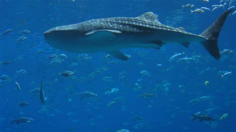 Blue Whale Wallpapers - Wallpaper Cave