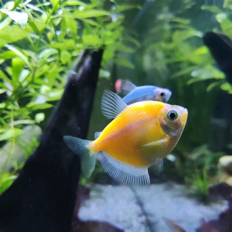 Fish Tank vs. Aquarium: Definition and Differences