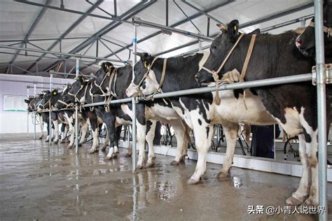 牛奶产地（世界十大牛奶生产国排名）_环球信息网