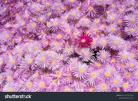 Image result for Spring Flower Types