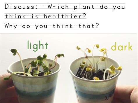 Darkness To Grow: What Plants Need Darkness To Germinate