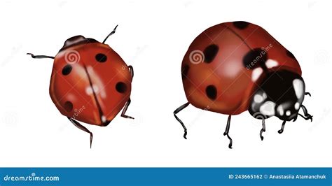 Image result for Ladybug Realistic