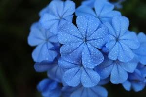 AZOHP10622 Blue Plumbago Vascular Plant Herb Hydrangea Paper Print ...
