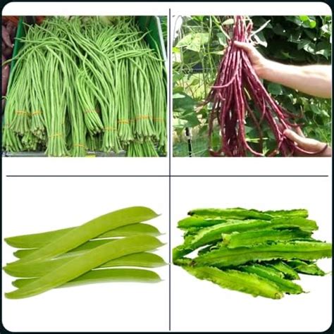 Seeds Basket Giant Malabar Spinach Seeds | Poi Ka Saag | Basella Alba ...