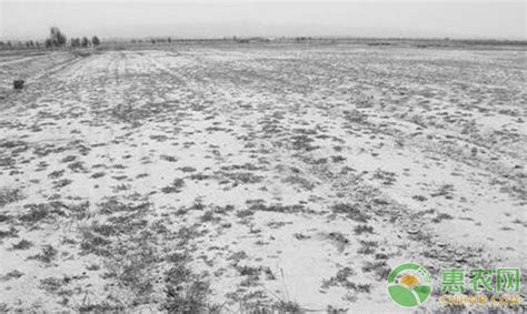 新疆南疆重度盐碱地如何治理_土壤