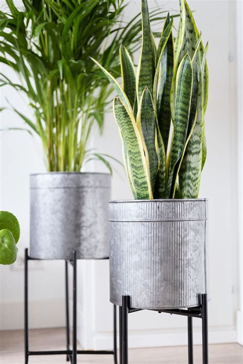 Best Indoor Potted Plants
