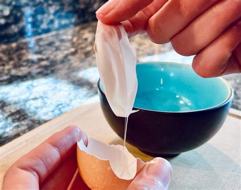 Image result for Egg Shells for Dogs