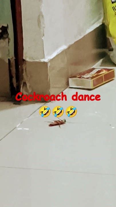 Cockroach Dance Challenge 的图像结果