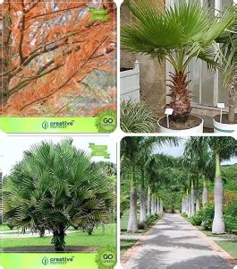 creative farmer Forest Tree Seeds Taxodium Mucronatum ,Livistona ...