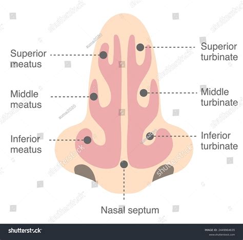 Nasal Conchae Anatomy