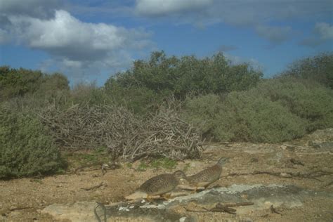 Quail Predators 的图像结果