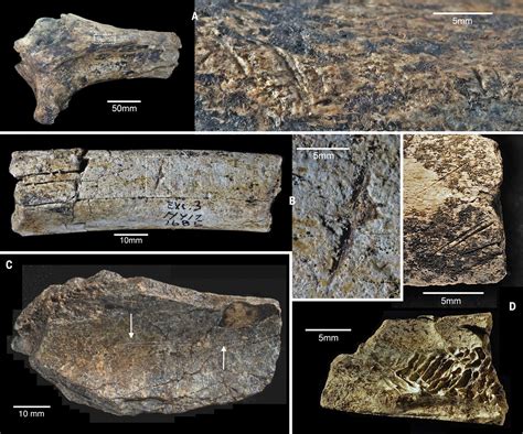 Hominids butchered animals using stone tools earlier than imagine