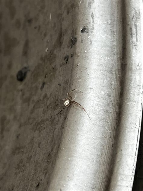I think this is a widow spider, but which one? Is it a brown widow or a ...