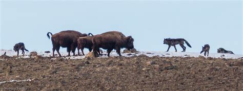 Image result for Wolves Vs Bison