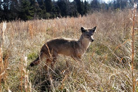 Coyotes In North Carolina