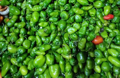 Mengenal Cabe Gendot, Si Cabai Imut yang Punya Tendangan Pedas Luar Biasa