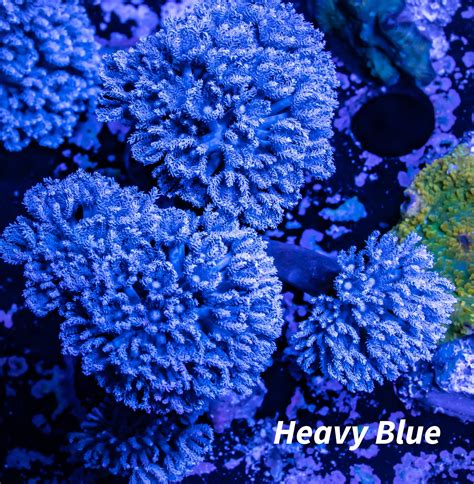 "Buy High-Quality Pulsing Xenia Coral for Your Aquarium | Order Now" – Zeo Box Reef Aquaculture