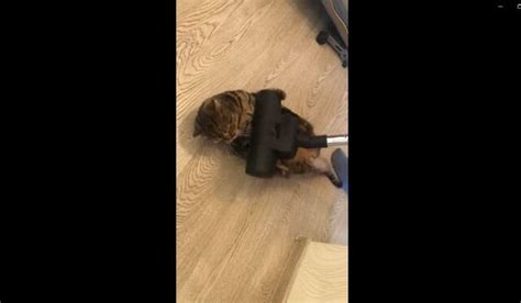 YouTube | Gato rechoncho disfruta de un extraño masaje durante la ...