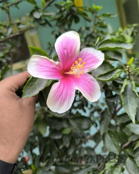 Image result for Redmi Note 13 Camera Sample