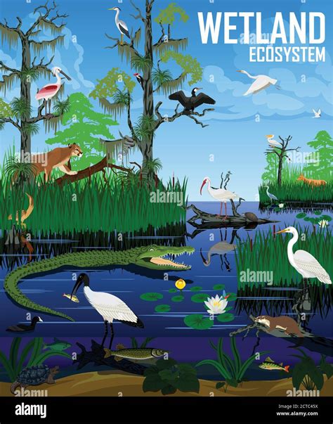 Vector wetland ecosystem illustration. Pantanal Florida Everglades ...