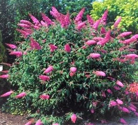 Butterfly Bush Buddleia davidii "Pink Delight"
