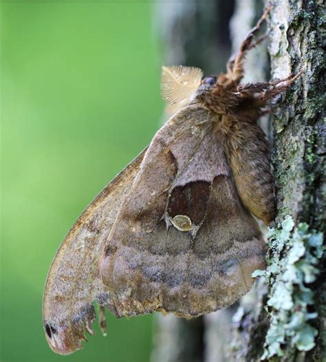 Riding the Wind: Storms Transport Rare Moths to Midwest