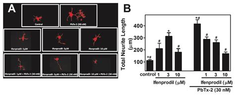 Stimulation of Neurite Outgrowth in Cerebrocortical Neurons by Sodium ...