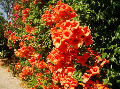 Campsis radicans - Red Trumpet Vine - Jurassicplants Nurseries
