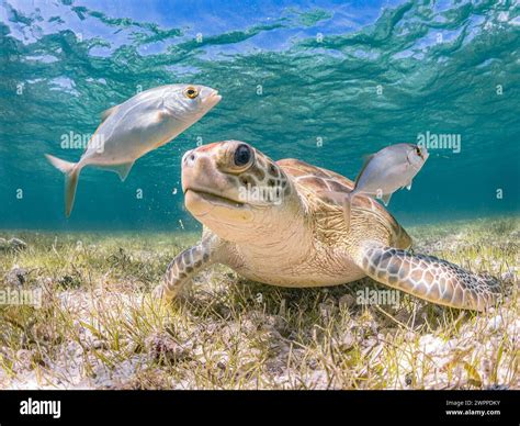 Turtle eating fish hi-res stock photography and images - Alamy