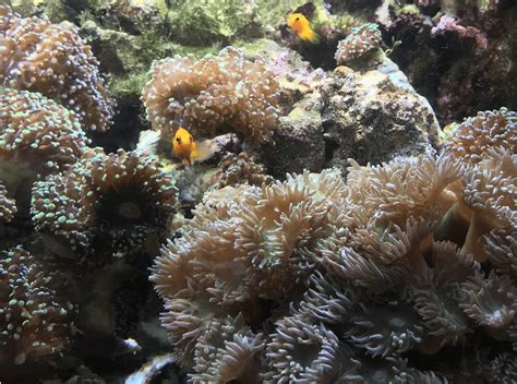 Image result for Machine Learning Sigmoid Function