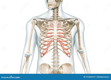Ribs X-ray. Osteology Of The Human Skeleton, Thorax Bones And Rib Or ...