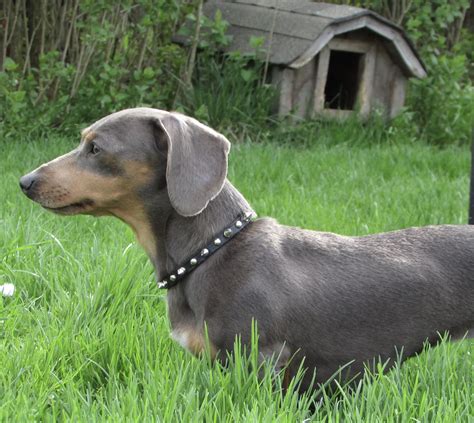 What Is A Blue Dachshund at Lindy Rossi blog