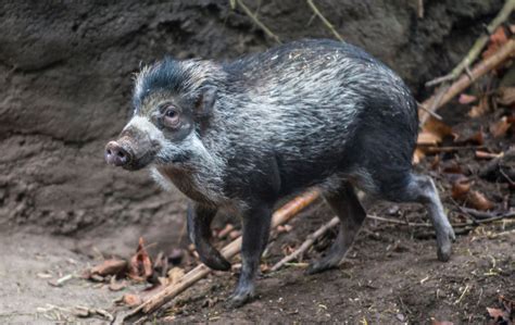 Visayan warty pig. One of the most endangered pigs in the world ...