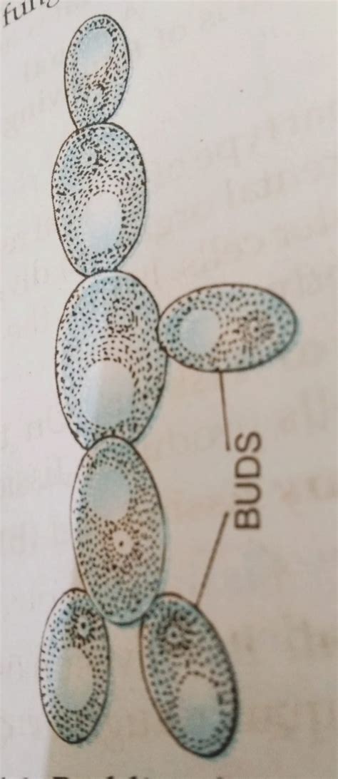 Image result for Budding Process