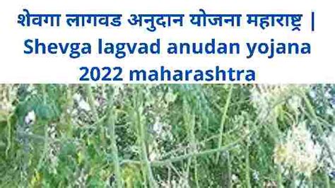 शेवगा लागवड अनुदान योजना महाराष्ट्र | Shevga lagvad anudan yojana 2022 ...